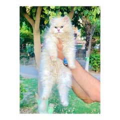 Persian hamalian british punch face piki face cat's and kitten's