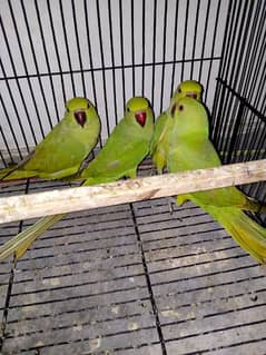 green parrots for sale male/female 03455231374 whatsapp py rabta karay