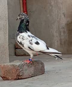 pigeon/breader high flayer female pigeon kabotar for sale