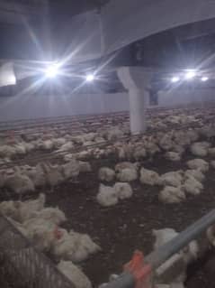 poultry farm movie for sale my WhatsApp 03084993402=kilo