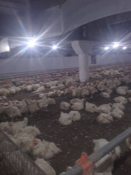 poultry farm movie for sale my WhatsApp 03084993402=kilo 0