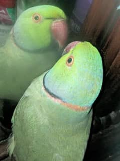 Green Ringneck Male Parrot