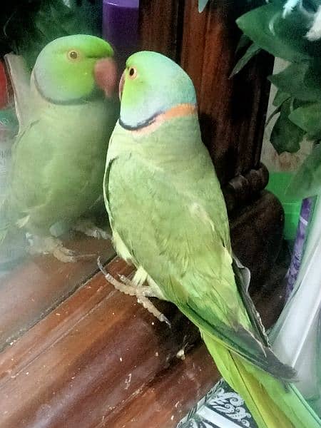 Green Ringneck Male Parrot 2