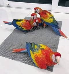 red macaw parrot cheeks for sale 03144646382