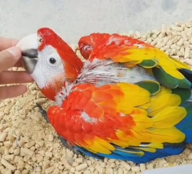 red macaw parrot cheeks for sale 03144646382 1