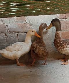 one male to female healthy and active duck 03155110956