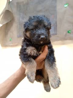 German shepherd puppies