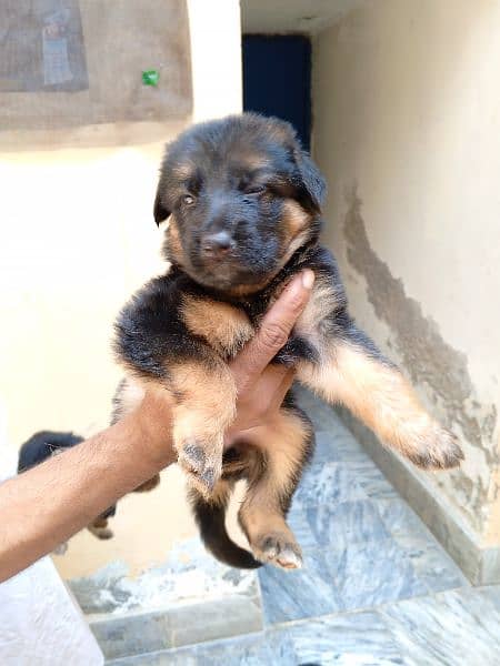 German shepherd puppies 5