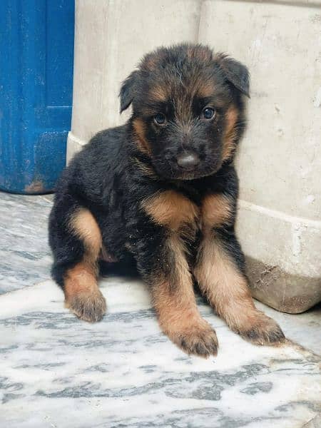 German shepherd puppies 8