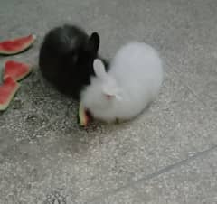 Angora rabbits pair