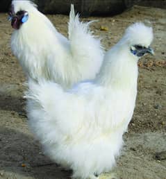 Silkie