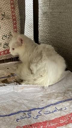 white cat