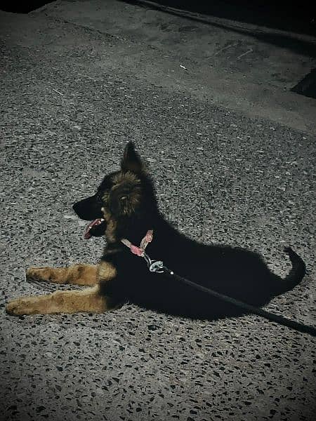 german shepherd 1