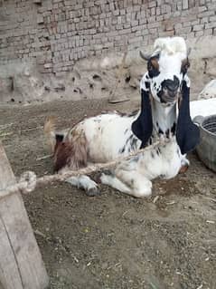 Desi Bakra for urgent sale