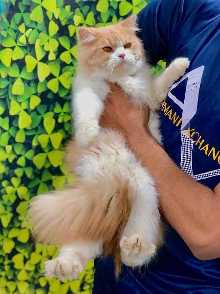 Persian hamalian british punch face piki face cat's and kitten's 7