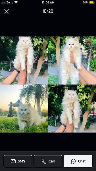 Persian hamalian british punch face piki face cat's and kitten's 8