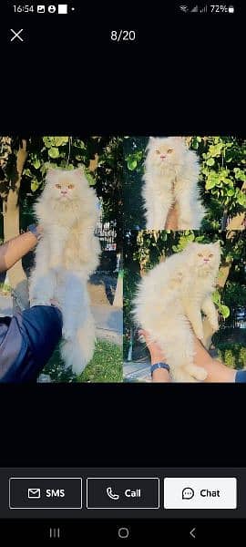 Persian hamalian british punch face piki face cat's and kitten's 10