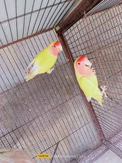 lutino pair for sale