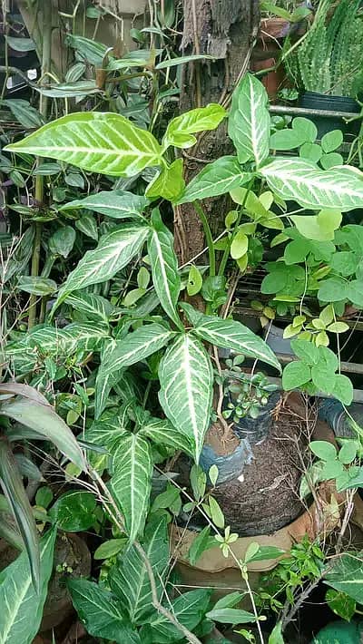 Variety of plants Sale home raised 2