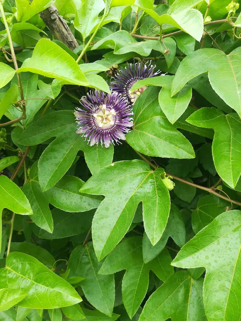 Variety of plants Sale home raised 9