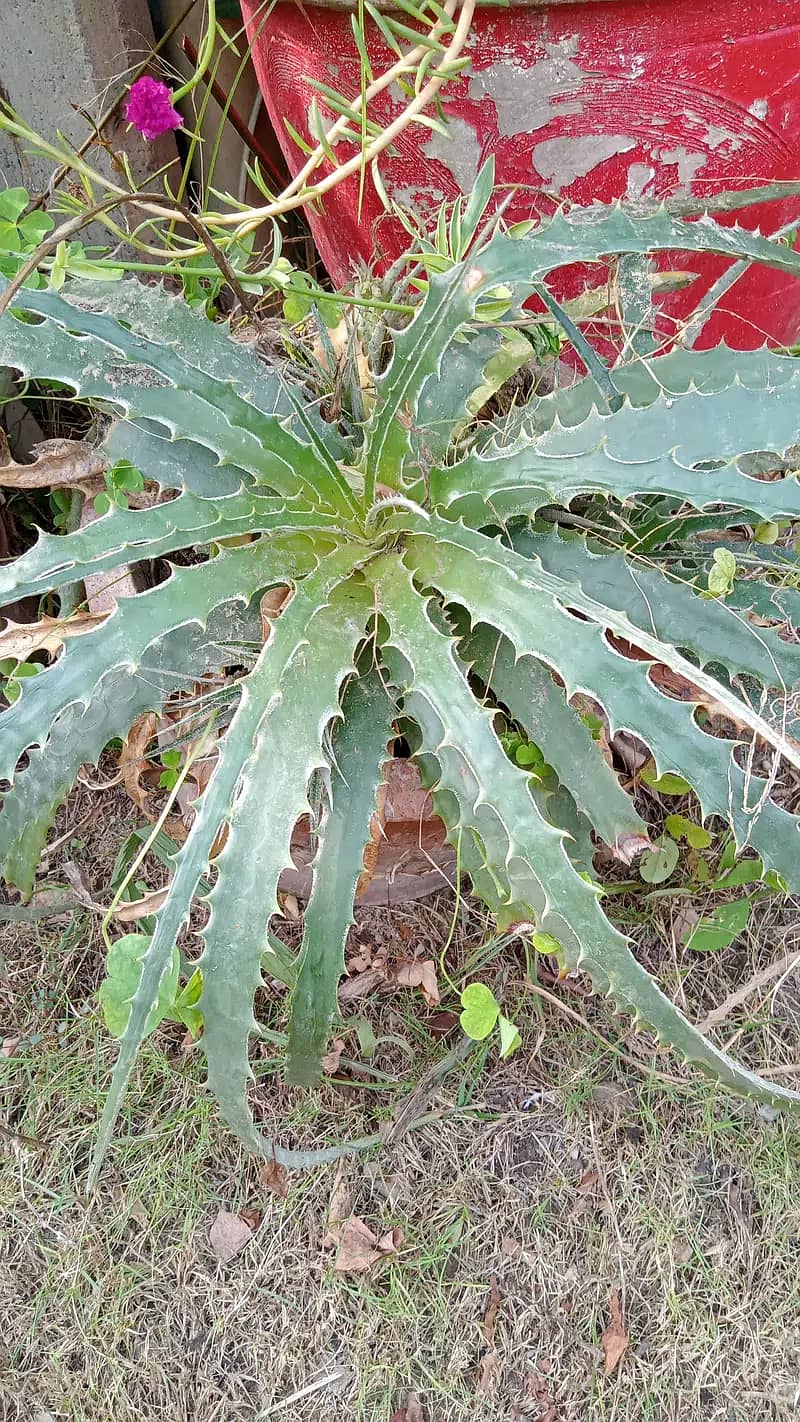 Variety of plants Sale home raised 14