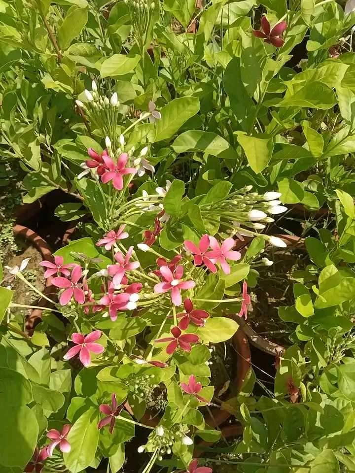 Variety of plants Sale home raised 18