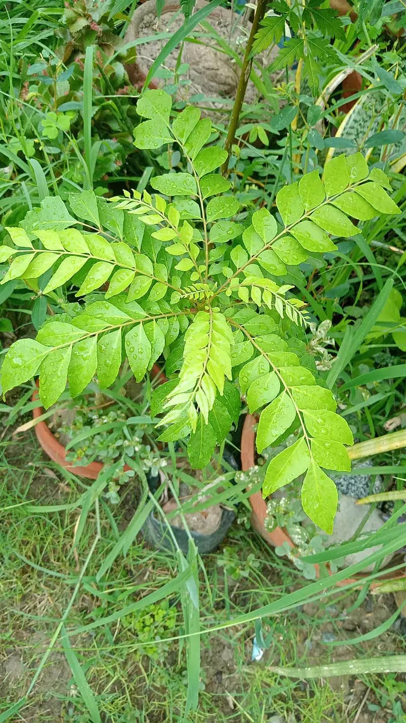 Variety of plants Sale home raised 19