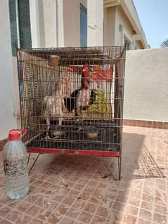 heavy cages 12 gage wire for macaws and grey parrots