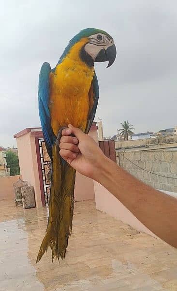 blue gold macaw /03156376925 0