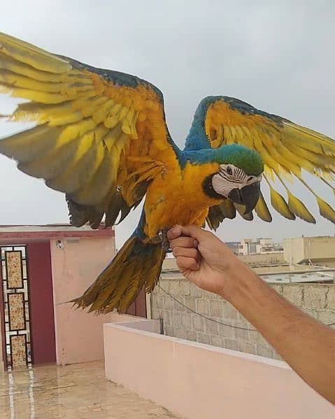 blue gold macaw /03156376925 1