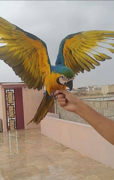 blue gold macaw /03156376925 2