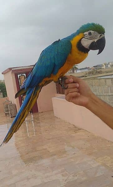 blue gold macaw /03156376925 3