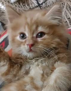 بلی کے بچے برائے فروخت , Persian Kittens for Sale