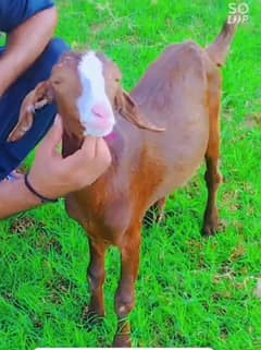 Bakra Gulabi 2025 Qurbani Shoq