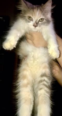 TRIPLE COATED PERSIAN FEMALE CAT