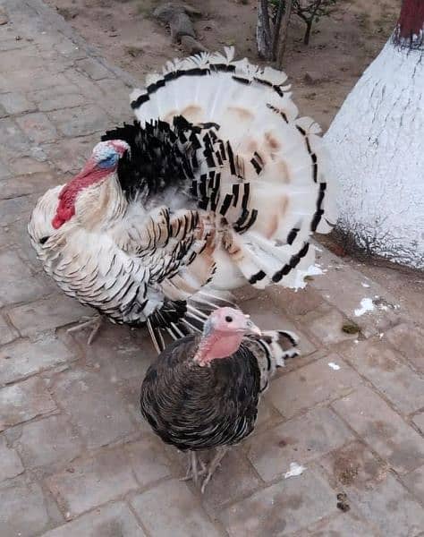 Turkey Breeder pair and Black Astrolop Rooster for sale. Fix price 2