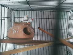 zebra finches and snow finches available