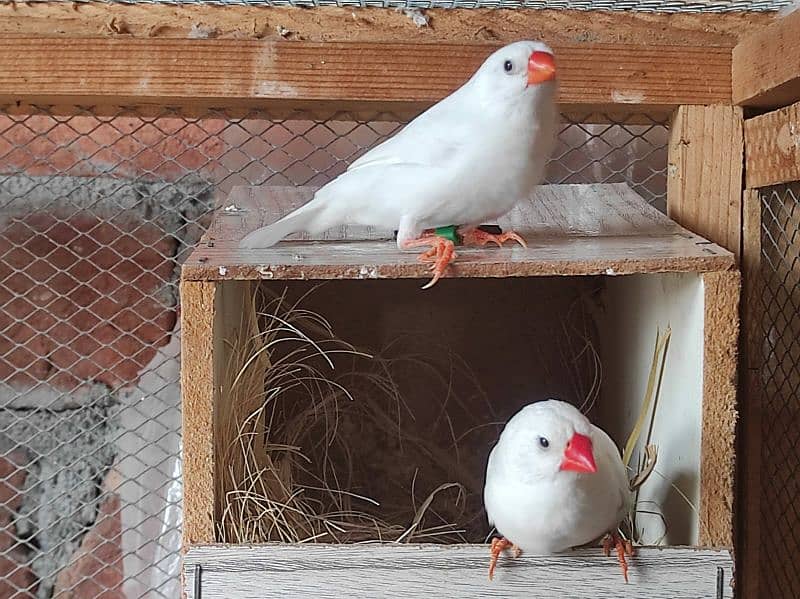 common finches pair & pied male x snow female 1