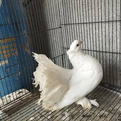 BEAUTIFUL PAIR OF ENGLISH FANTAILS