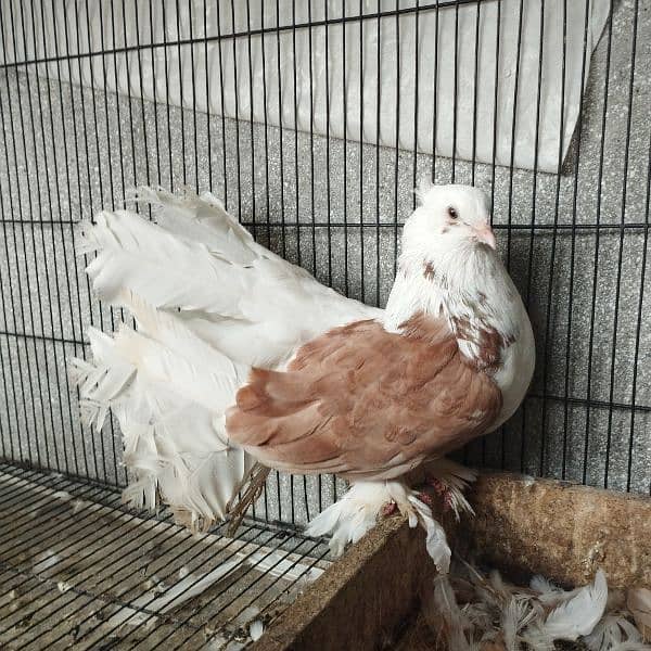 BEAUTIFUL PAIR OF ENGLISH FANTAILS 2