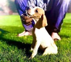 English pointer pup for sale