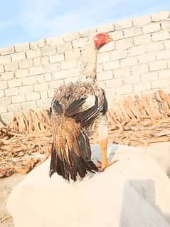 indian parrot beak aseel hen