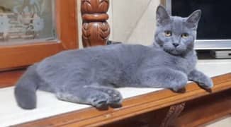 Selling my pretty 7 months mimi female cat