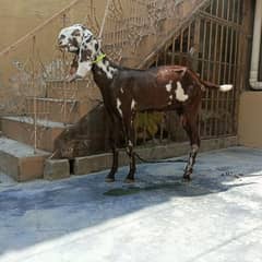 BEETAL Bakri For sale & also one kid male 5 months old Rajanpuri