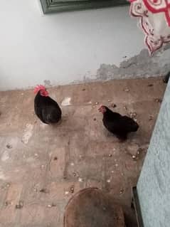 black bantam hen