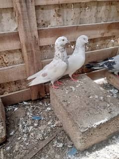 Patti Wala pigeon03121013938 0