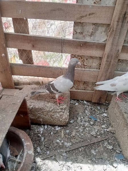 Patti Wala pigeon03121013938 1