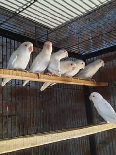 albino redeye parblue pestelino Albino split 0347-4662443