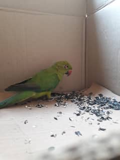 green ringnick parrot age 3 month hand taime