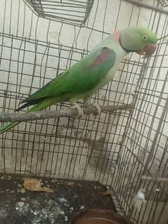 Raw parrot male for sale in BWP